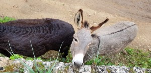IMG-20191106-WA0010