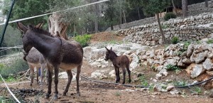 IMG-20191106-WA0016