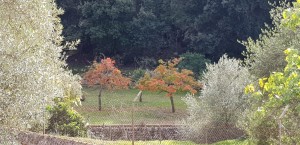 IMG_9037 