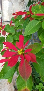 IMG-20200112-WA0016