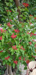 IMG-20200112-WA0017