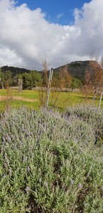 IMG-20200112-WA0018